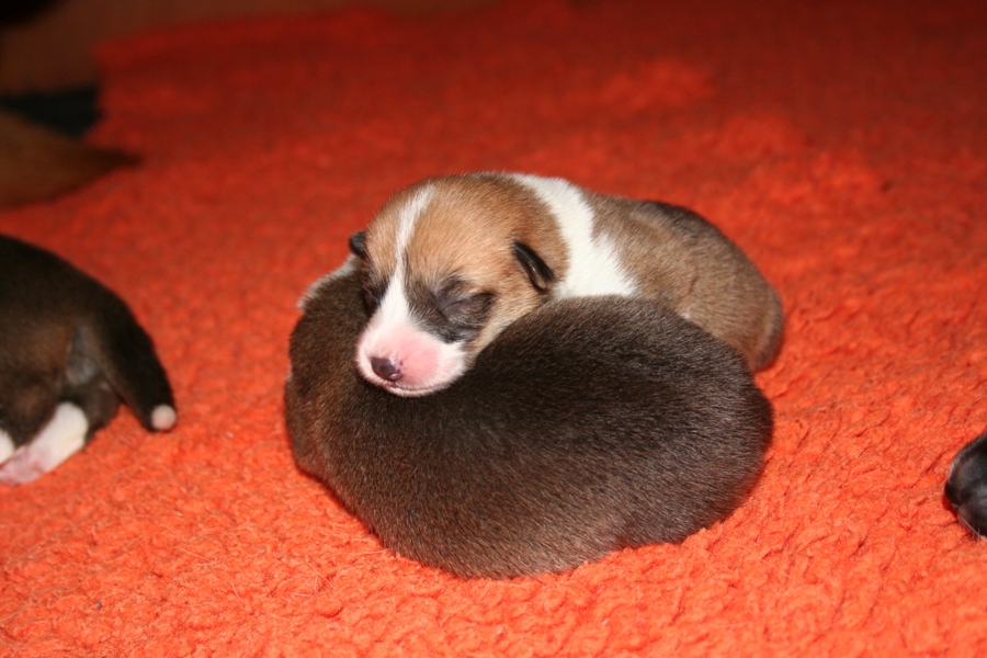 Puppies